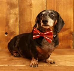 Sale Dog Bow Tie - Rust Sausage Dog Tea Towels