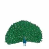 Fashion Peacock Wall Sticker Kids Children's Homeware